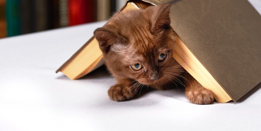 Konkurs literacko plastyczny "Pierwsze koty za płoty"